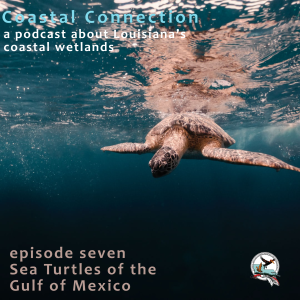 Coastal-Connection_EpisodeSeven-Sea-Turtles